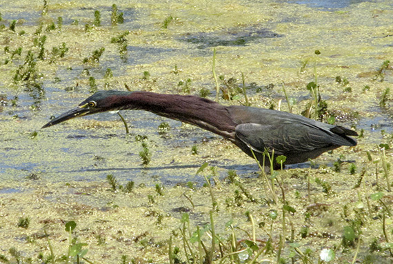 Green Heron. Photo: Alvin Braswell.