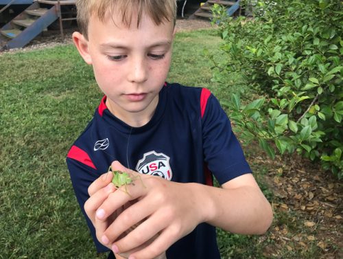 Boy holding a katydid.