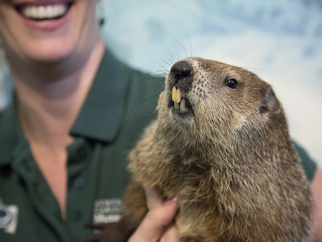 Sir Walter Wally the groundhog