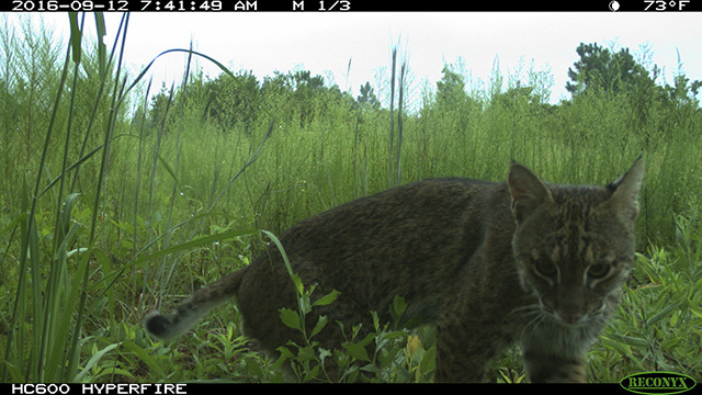 Bobcat in Hoffman Forest