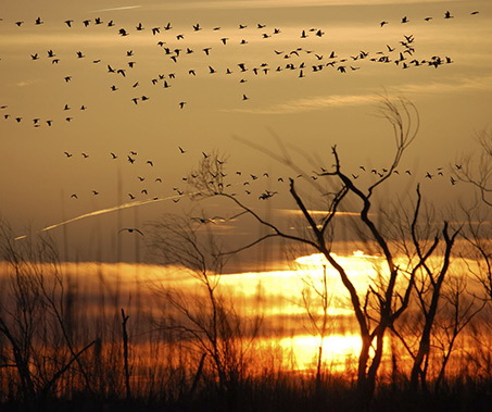 Snow Geese at sunset. Photo: Melissa Dowland/NCMNS.