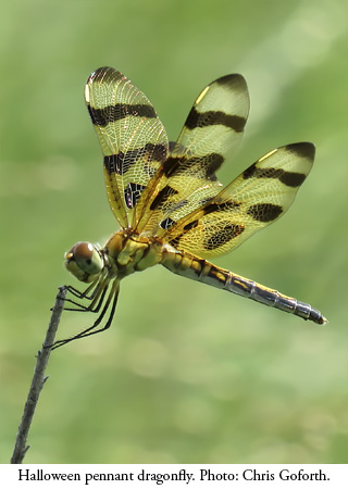 Halloween pennant dragonfly. Photo: Chris Goforth/NCMNS.