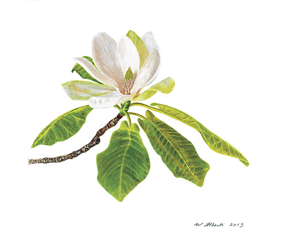 Mountain Magnolia by William T. Alberti.