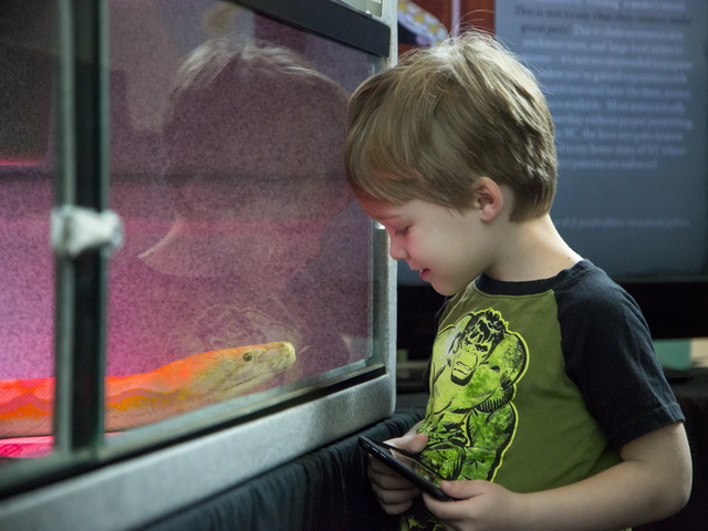 A young visitor admires a visiting boa constrictor at Reptile and Amphibian Day. Photo: Karen Swain/NCMNS.