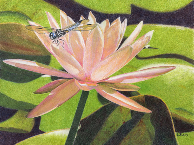 Water Lily by Linda Jones.