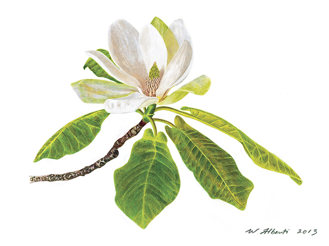 Mountain Magnolia by W.T. Alberti