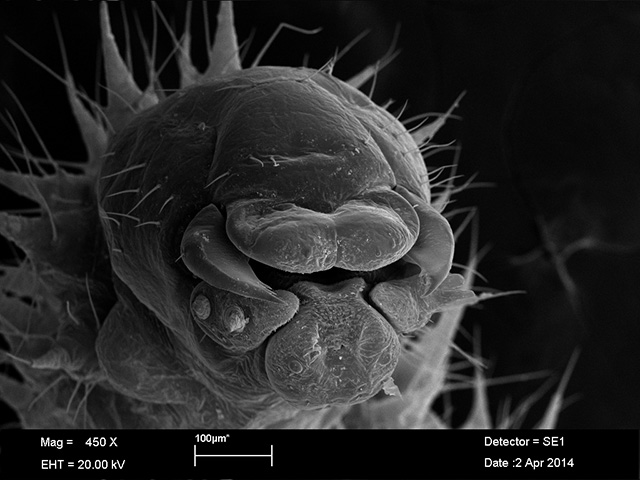 Head and mouthparts of a 2nd instar larva.