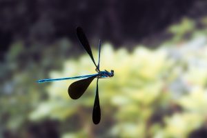 Ebony jewelwing dragonfly