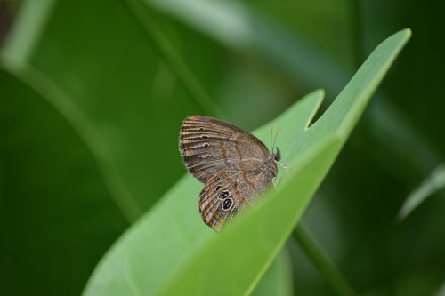 Saint Francis' satyr butterfly