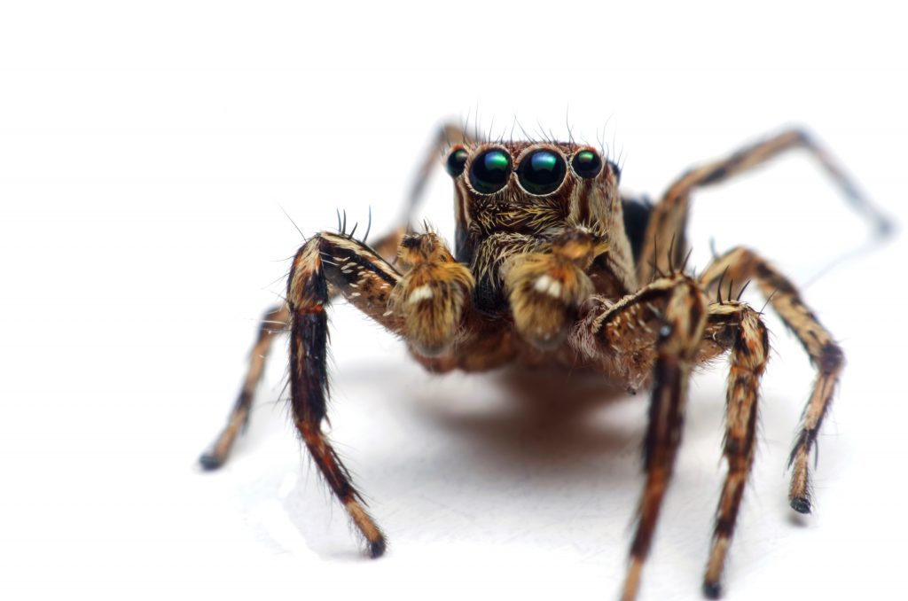 Jumping Spider