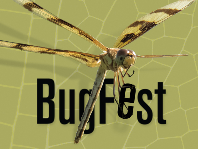 BugFest 2017 - dragonflies