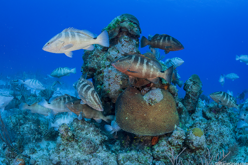 Gathering groupers