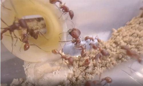 Investigate Ants