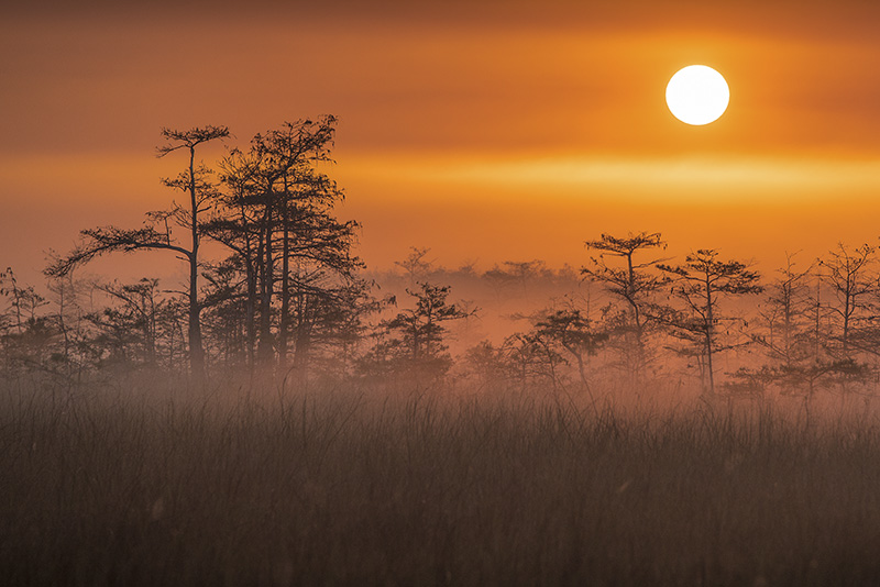 "Everglades in the Mist" by William Howard.