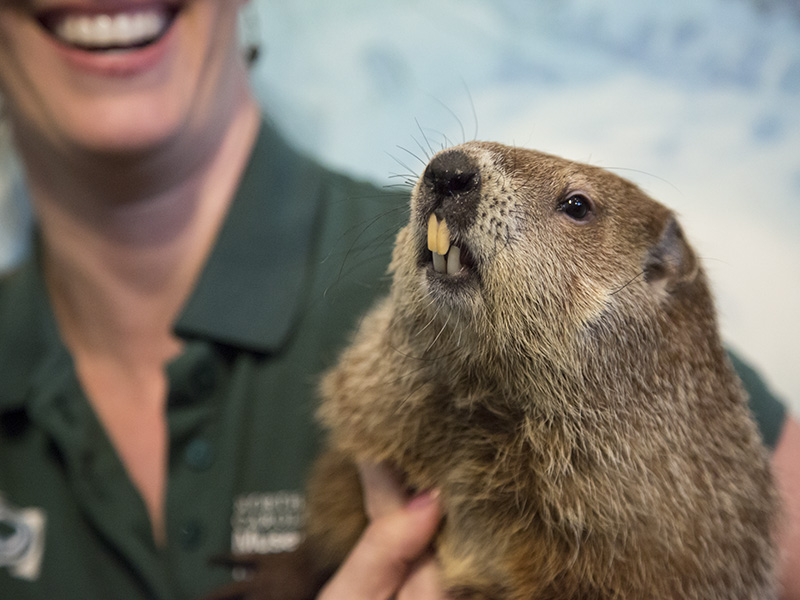 Sir Walter Wally at Groundhog Day 2015.