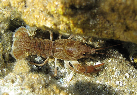 Marbled crayfish. Photo by Alexander Mrkvicka, Wikimedia Commons