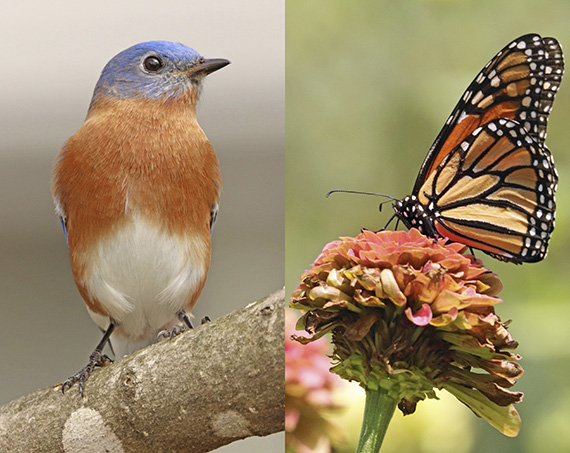 Birds and Butterflies by Matthew Leavitt