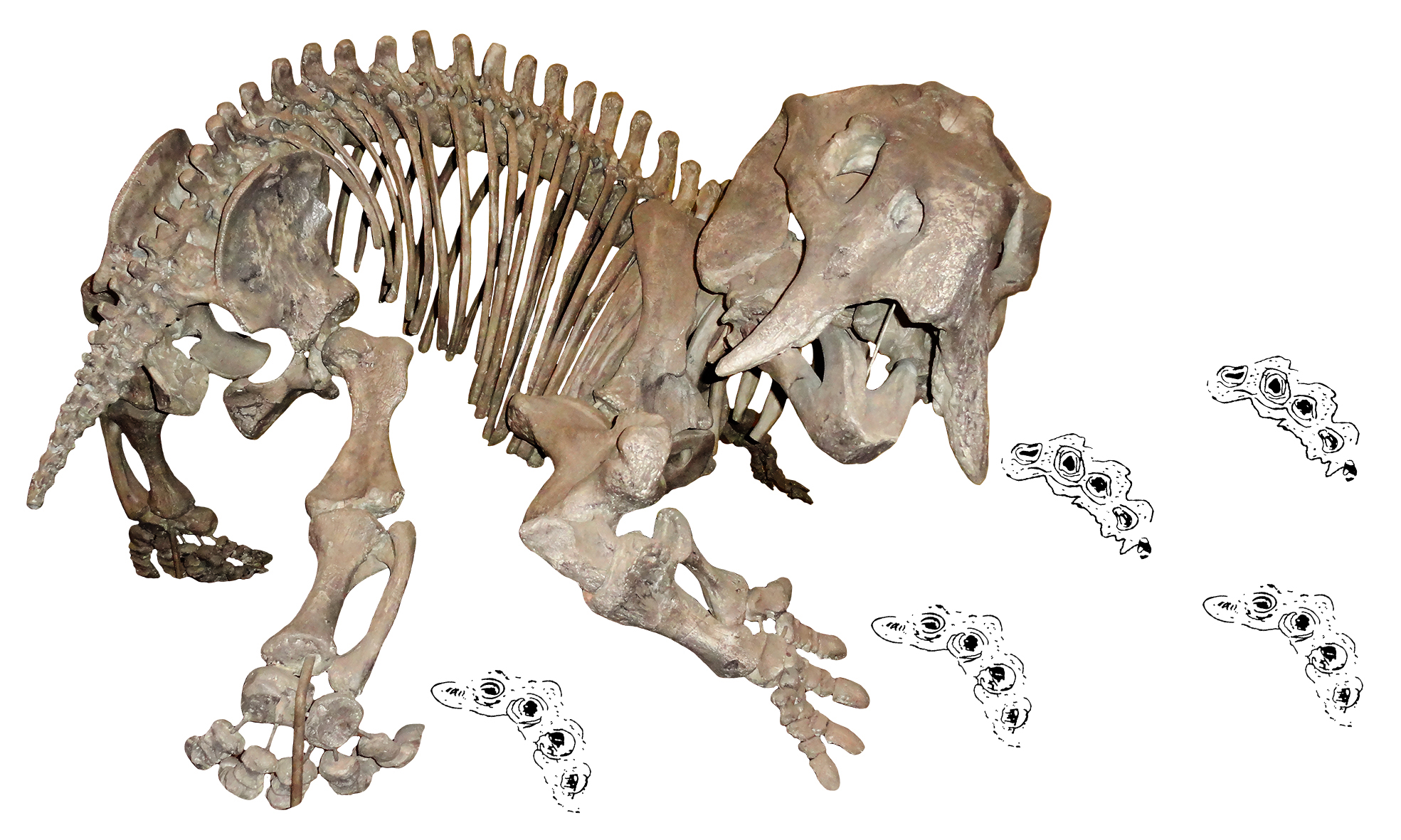 Skeleton of the dicynodont Placerias, a close relative of the newly-discovered Pentasaurus, with dicynodont trackways (Pentasauropus).