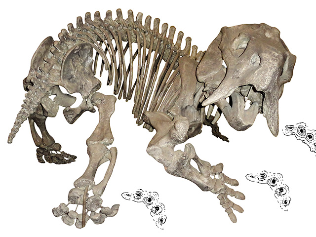 Skeleton of the dicynodont Placerias, a close relative of the newly-discovered Pentasaurus, with dicynodont trackways (Pentasauropus).