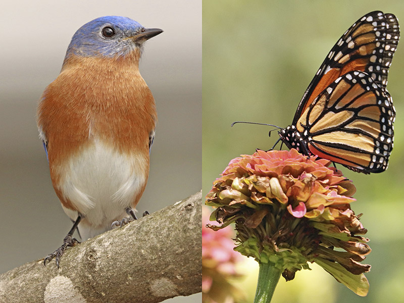 Birds and Butterflies: photography by Matthew Leavitt