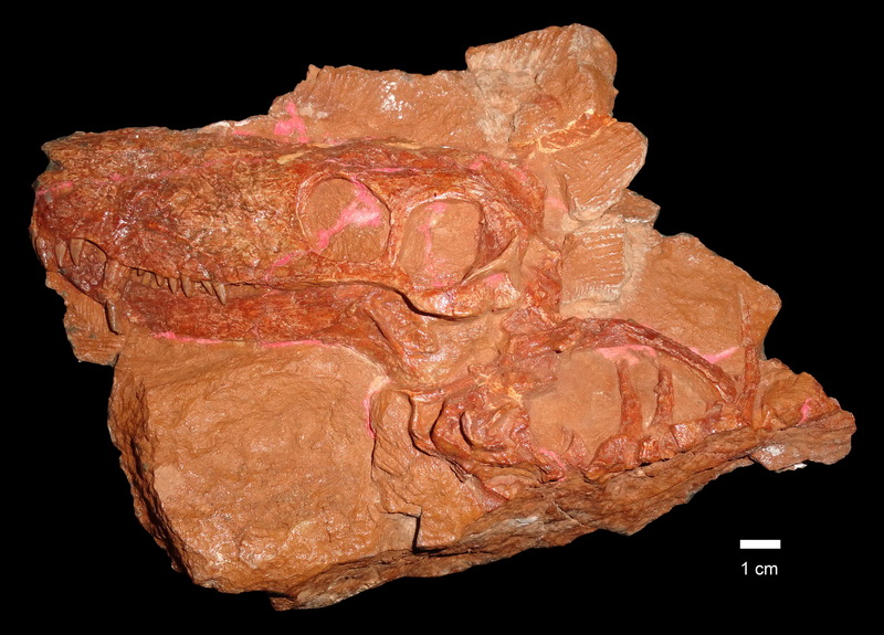 Masyutin fossil. Photo: Christian Kammerer.