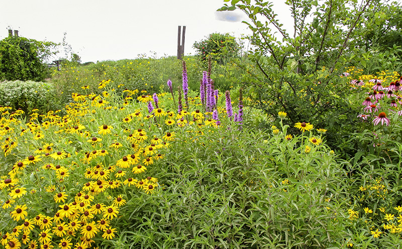 Buzz Through The Garden Plants And Pollinators Programs And Events Calendar