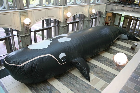 Watson the Whale