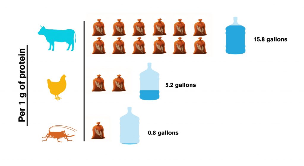 Gallons of water it takes to produce 1 gram of protein from cows, chickens and crickets.