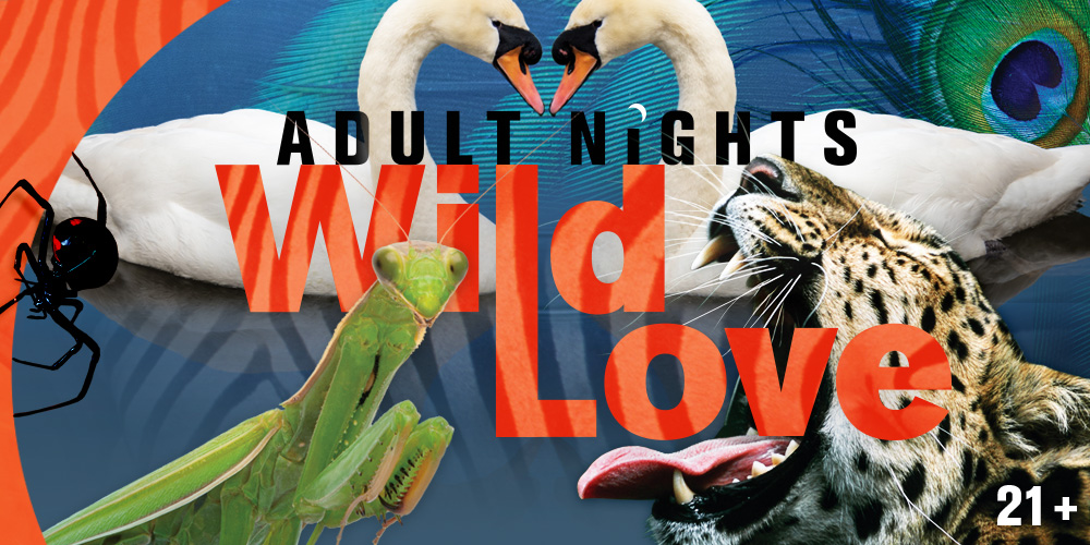 Adult Nights: Wild Love