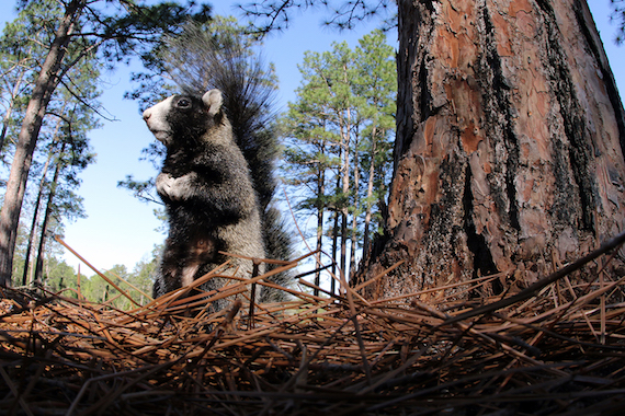 A southeastern fox squirrel from the Sandhills of North Carolina