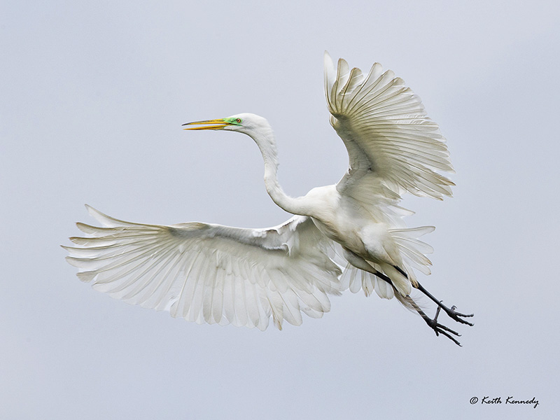 Great Egret - High Island, by Keith Kennedy