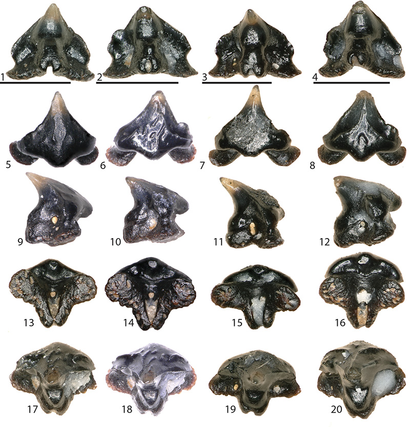 Galagadon teeth. Image: Terry Gates.