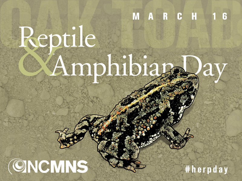 Reptile & Amphibian Day: March 16, 2019. #herpday