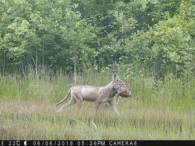 Coyote preying on fawn