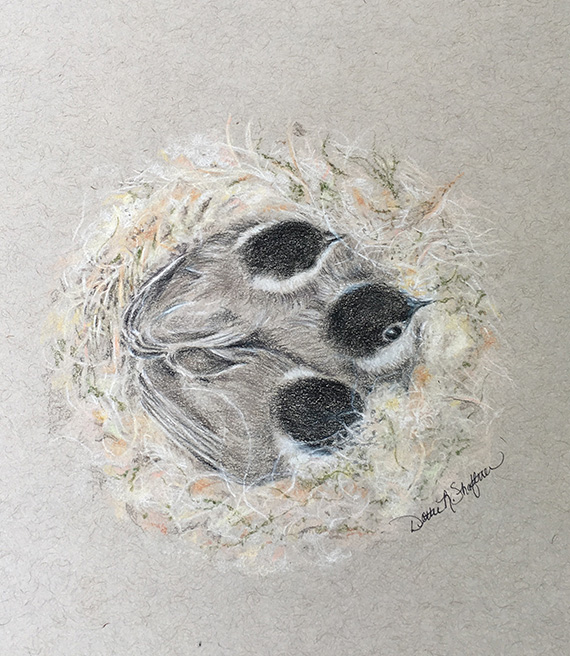 Chickadee chicks in nest by Dottie Shaftner.