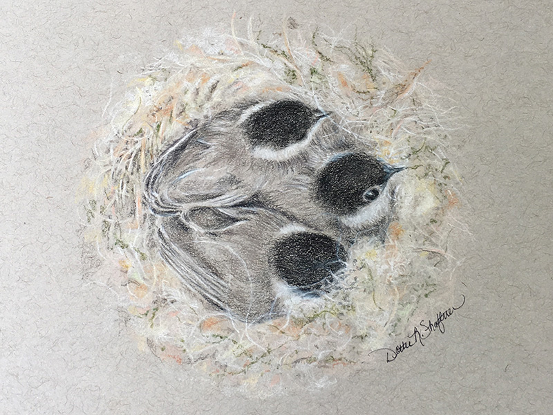 Chickadee chicks in nest by Dottie Shaftner