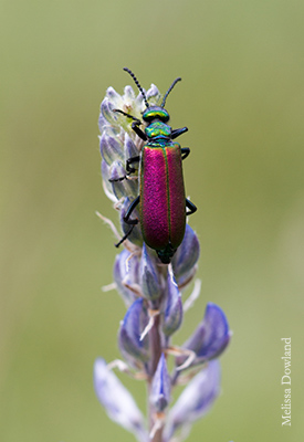 Blister beetle in Yellowstone. Photo: Melissa Dowland/NCMNS.