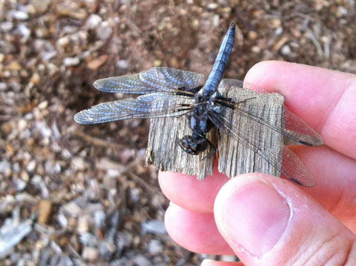 Blue Corporal dragonfly at Prairie Ridge