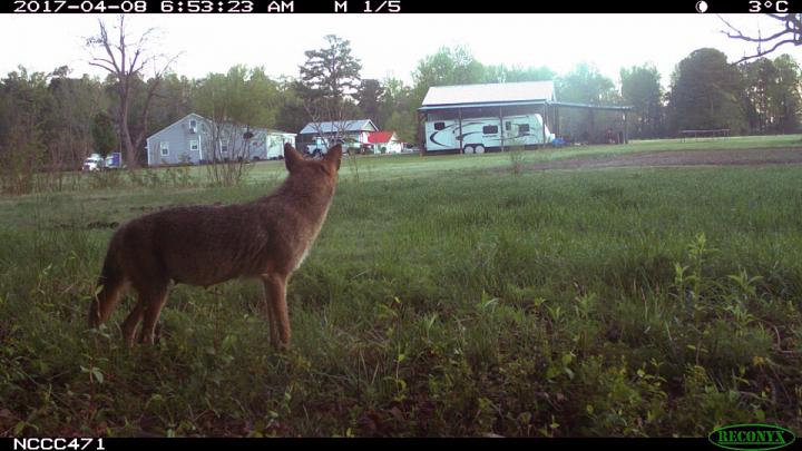 A citizen scientist's camera trap captured this image of a coyote near a house in Raleigh, North Carolina. Image: eMammal Project.