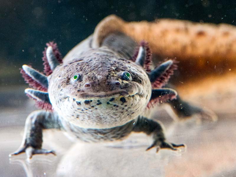 Axolotl have 6 appendages on the sides of their heads