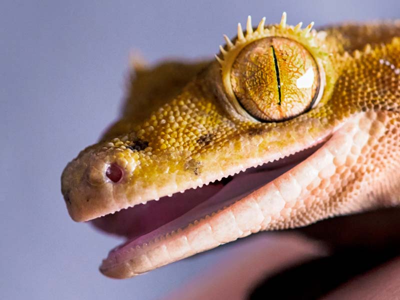 Crested gecko shows off his dazzling green and yellow speckled eyes