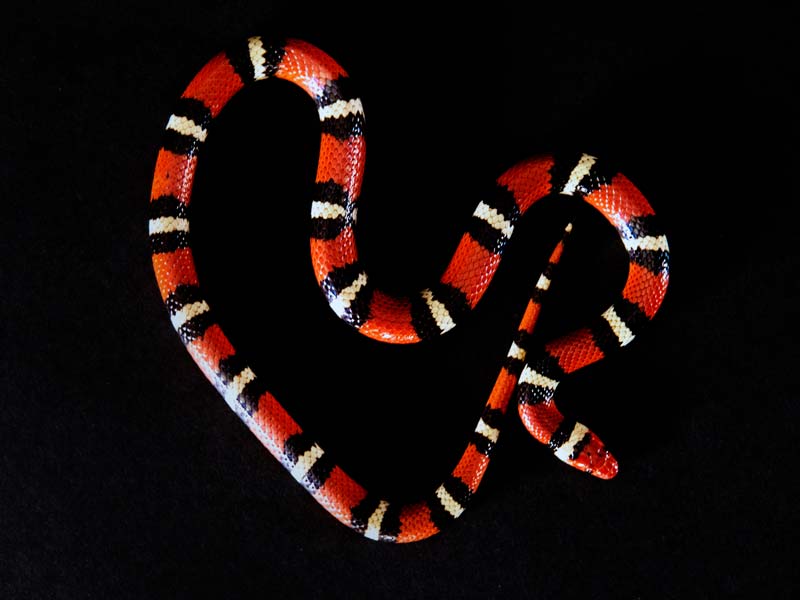 Scarlet king snake has a pattern of red, black, white, black, red, black, etc.