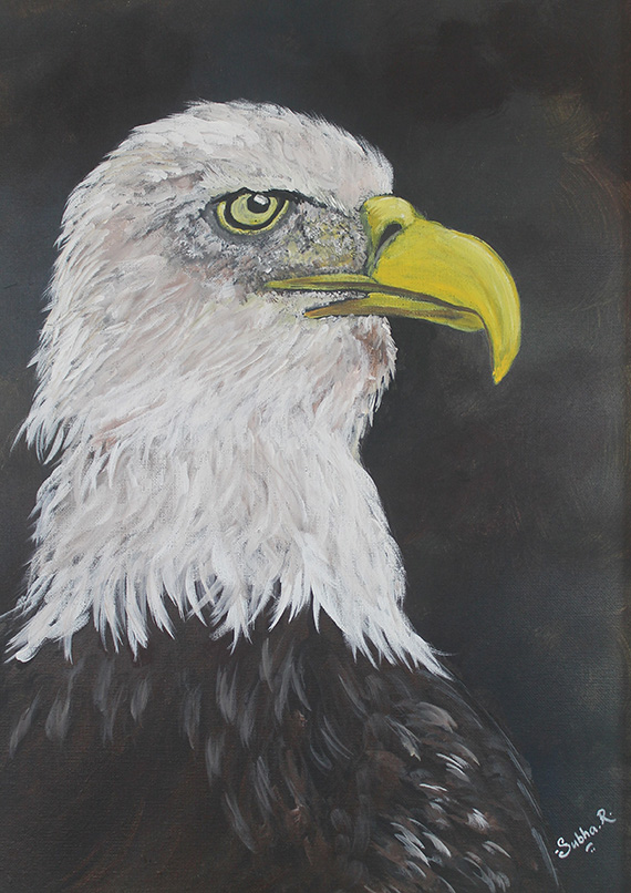 Bald Eagle by Subha Raghu.