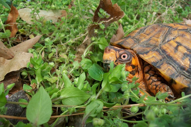 Eastern box turtles are forest dwellers and feed on a wide variety of plants, fungi, and small animals such as insects or slugs.