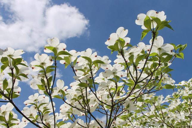 What are signs of full spring? Dogwood trees full of blossoms, of course!