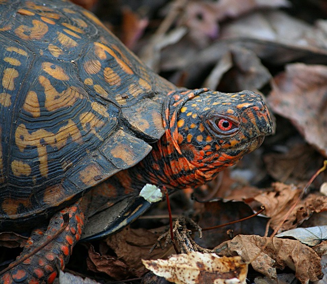 Box turtles have a hooked upper jaw, and most have a significant overbite. Their feet are slightly webbed.