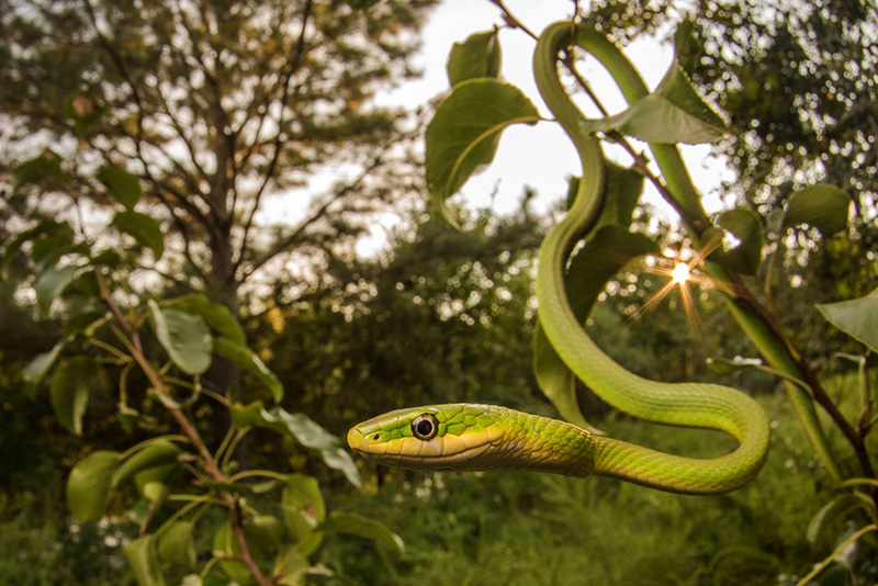 "Snake eye" by Anton Sorokin