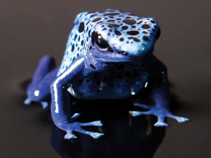 Poison dart frogs come in vibrant colors like blue, red, and yellow