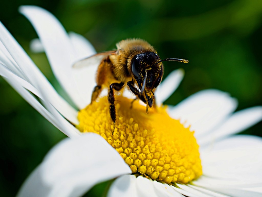 There are may things you can do to defend bees, butterflies, beetles and other pollinators by planting a hospitable garden.