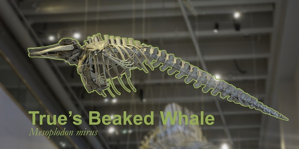 A skeleton of True's beaked whale hangs in NCMNS